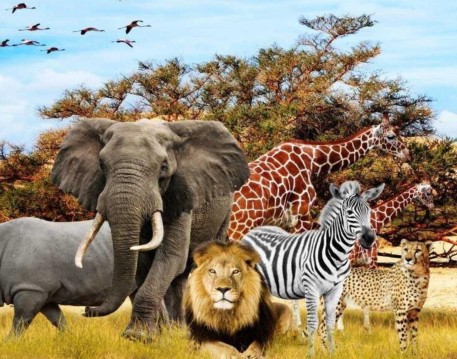 Animals / حیوانات